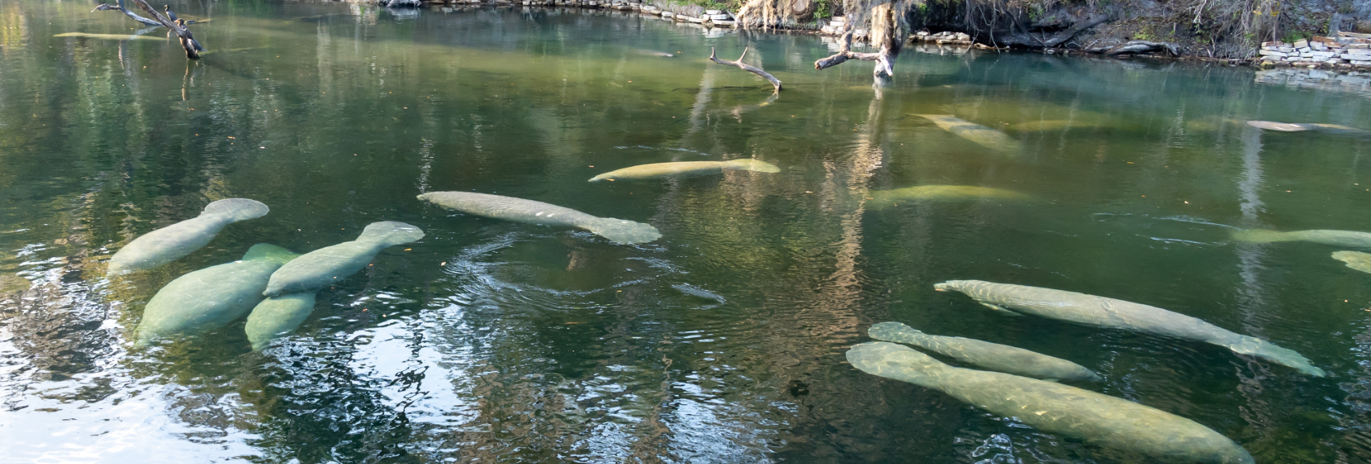 Florida Winter Springs 1920X650