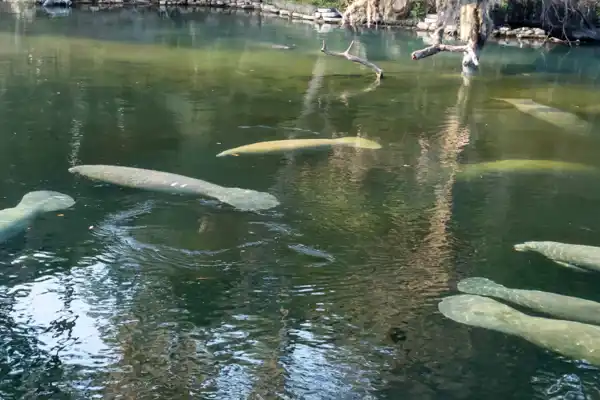 Florida Winter Springs 1920X650